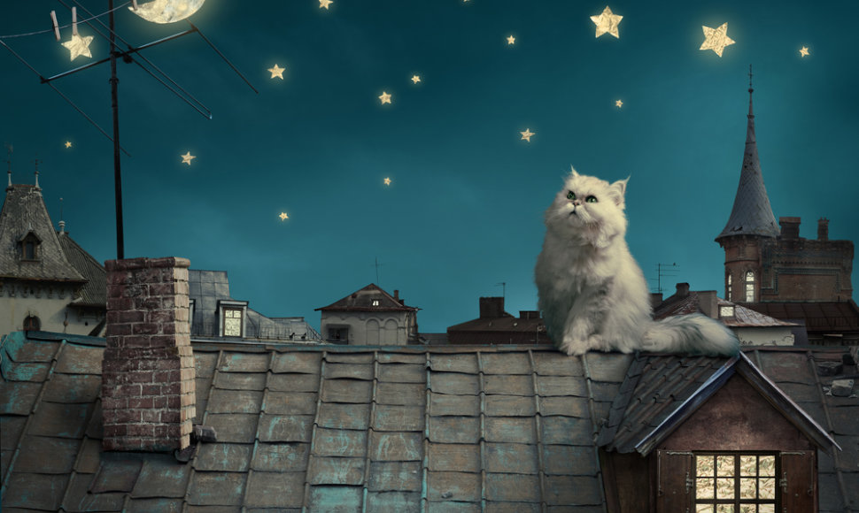 Katinas ant stogo