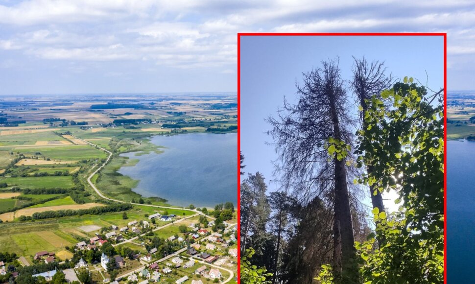 Norūnų miško eglė