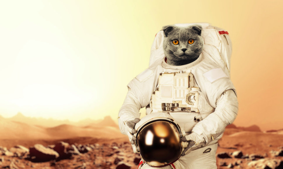 Katinas kosmonautas