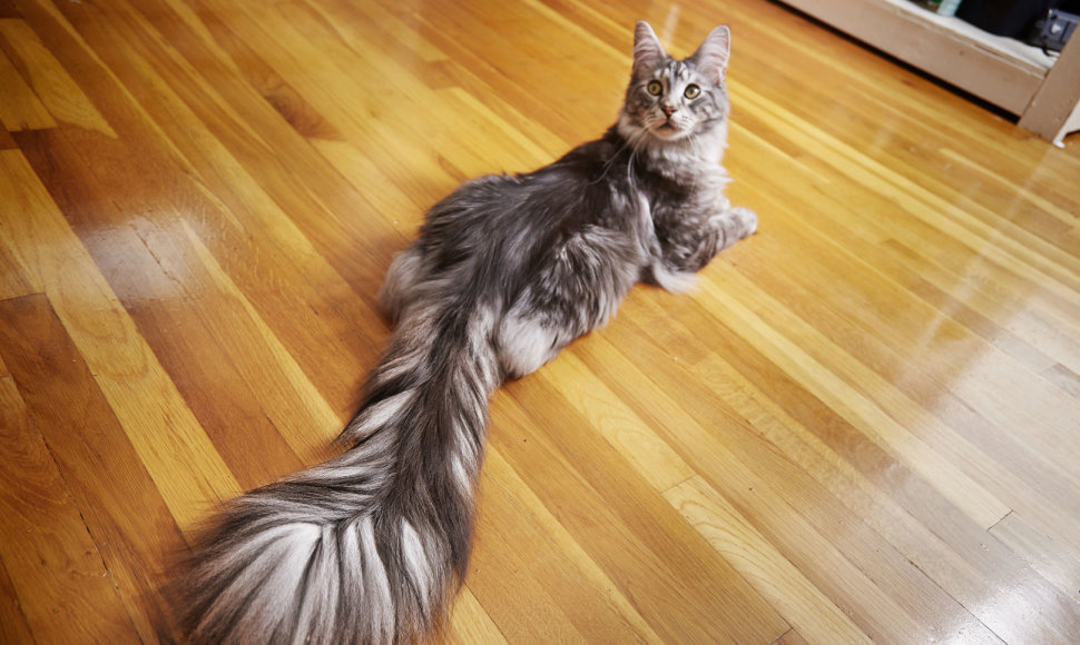 Cygnus - katė su ilgiausia kada nors užregistruota uodega