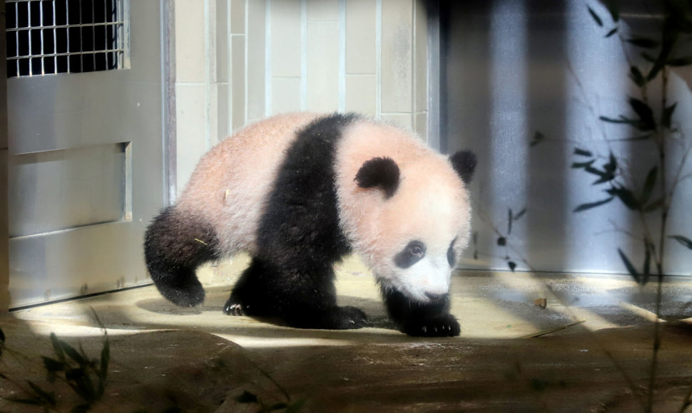 Japonijos zoologijos sode mažylė panda pirmą kartą parodyta žurnalistams