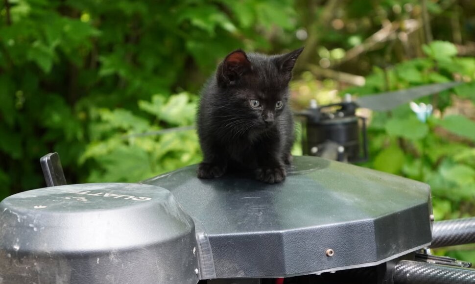 Operacija „Miau-miau“