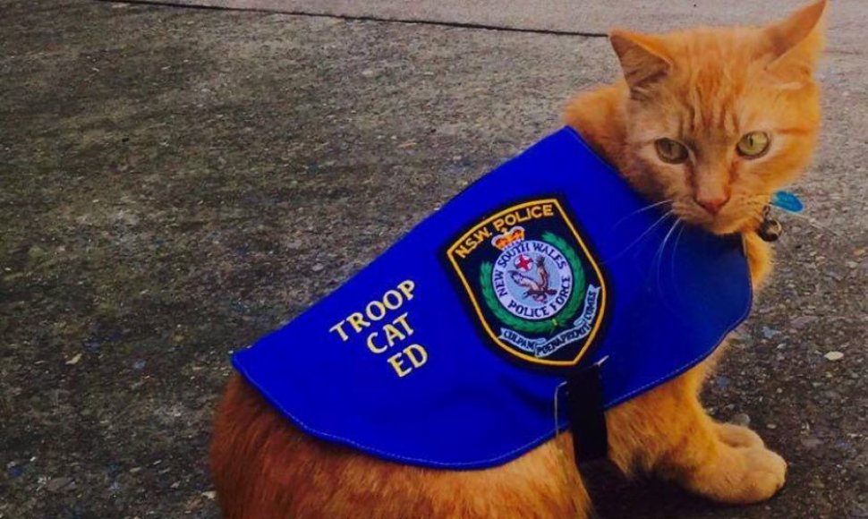 Katinas Edas įsidarbino Australijos policijoje.