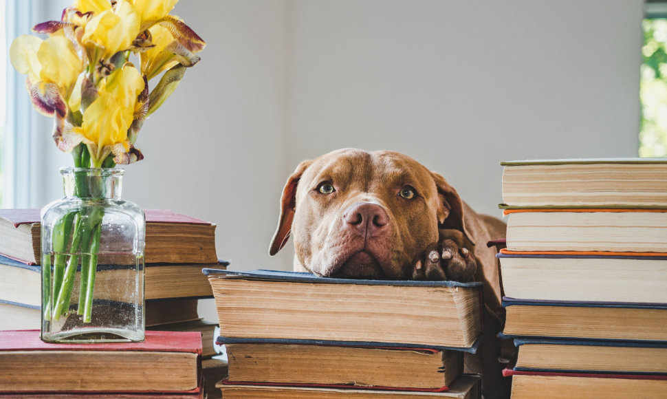 Šuo tarp knygų (asociatyvi nuotr.)