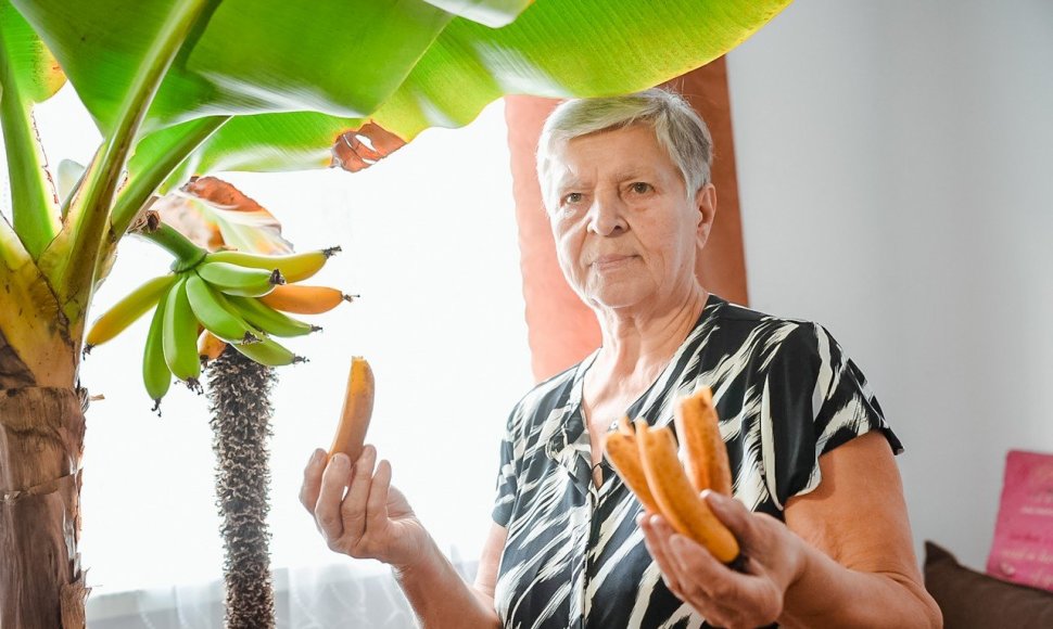 Panevėžio rajono Gailiūnų kaimo gyventoja Marytė Manionienė ragauja saldžius pačios užauginto bananmedžio vaisius. 