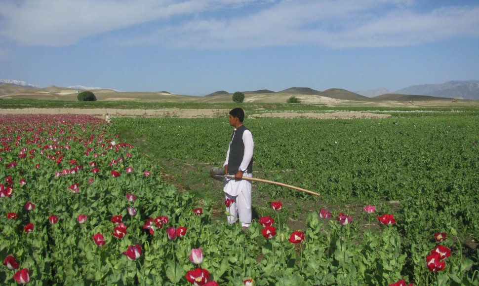 Aguonų laukas Afganistano Nangarharo provincijoje