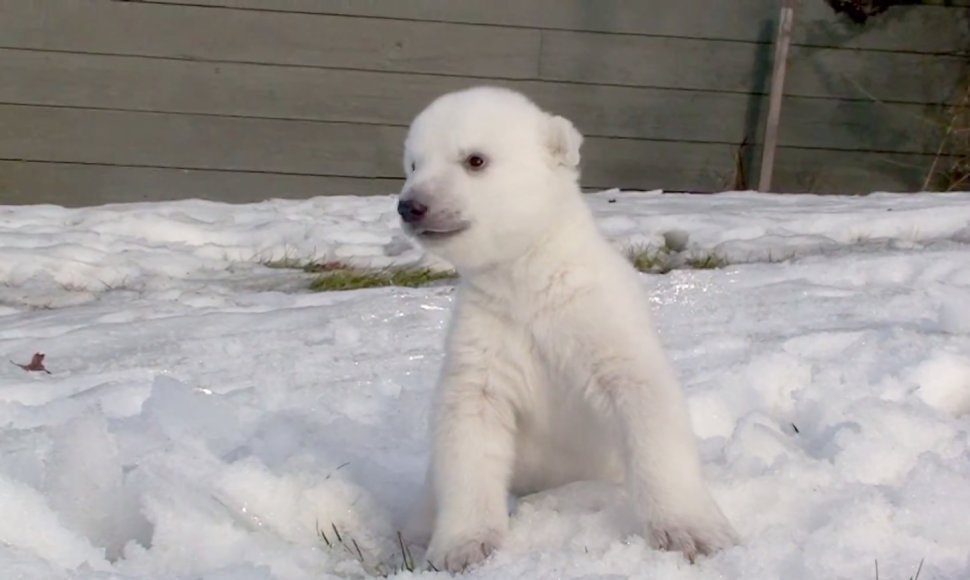 Poliarinio lokio jauniklis pirmą kartą pamatė sniegą.