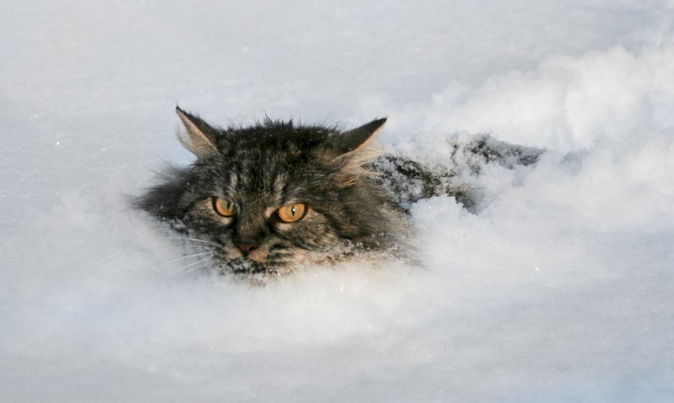 Katės kelionė per sniegą