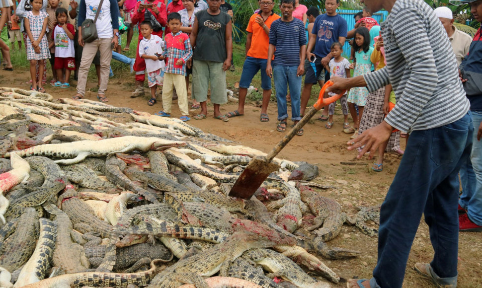 Indonezijoje minia iš keršto nugalabijo šimtus krokodilų