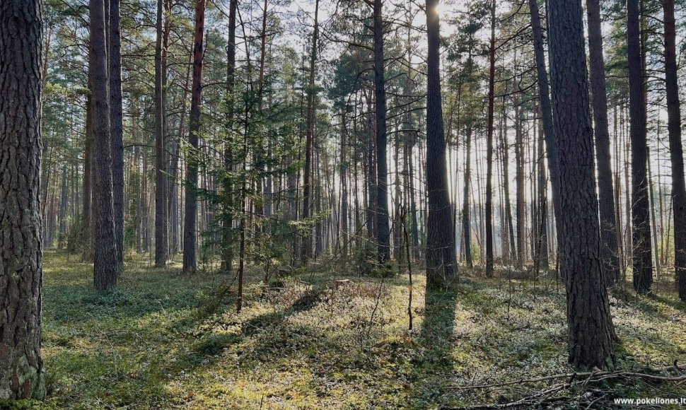 Vietomis miškas beveik taip pat atrodo ir ankstyvą pavasarį, ir vasarą