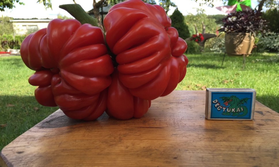 Vilnietis Petras užaugino pomidorą-gigantą, sveriantį 1,5 kilogramo.