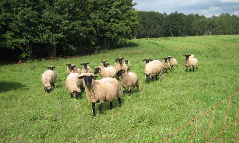 Avys ganosi natūralioje aplinkoje