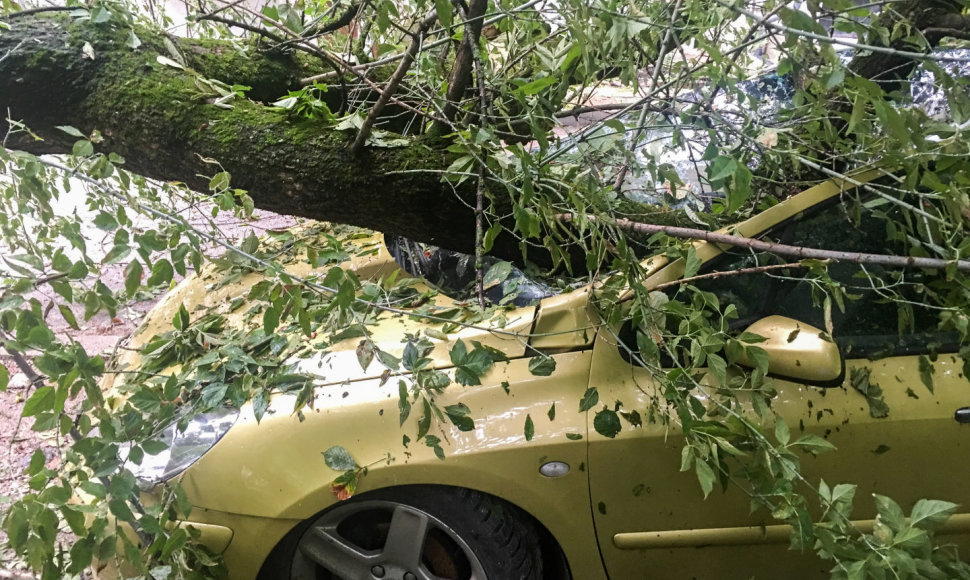 Nuvirtęs medis Vienuolio gatvėje