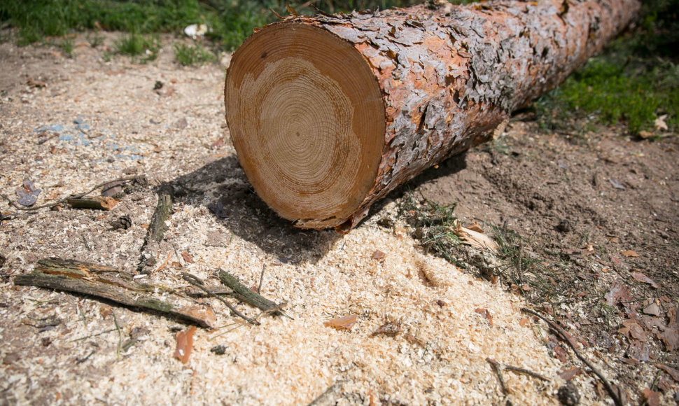 Medžių kirtimas Vilniaus Kirtimų tabore