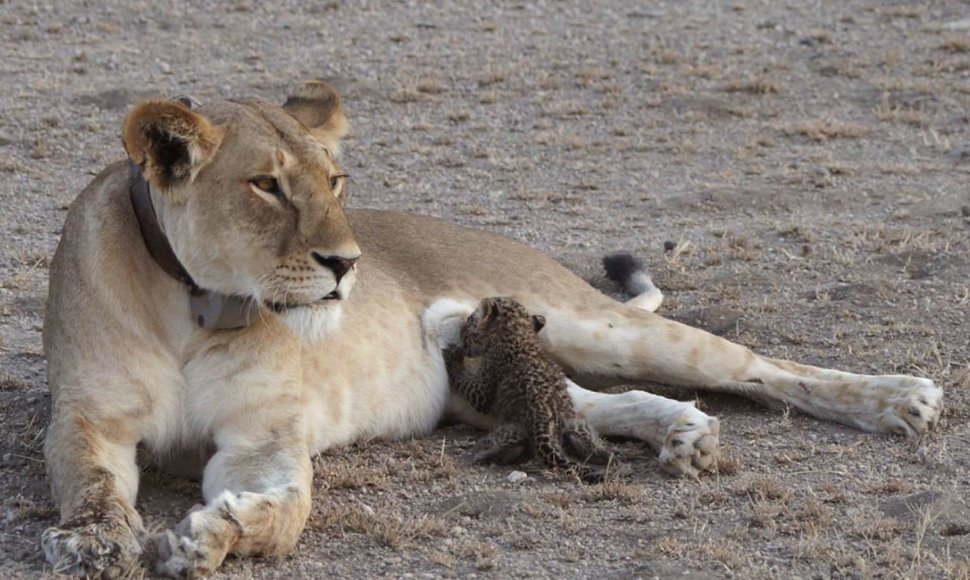 Tanzanijos draustinyje pastebėta leopardo jauniklį maitinanti liūtė