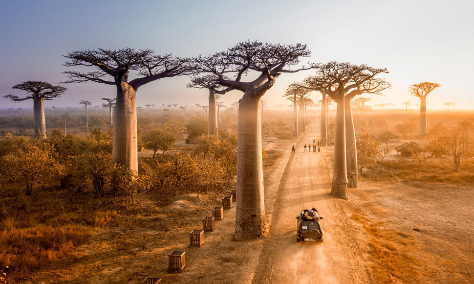 Madagaskaras, Baobabų alėja