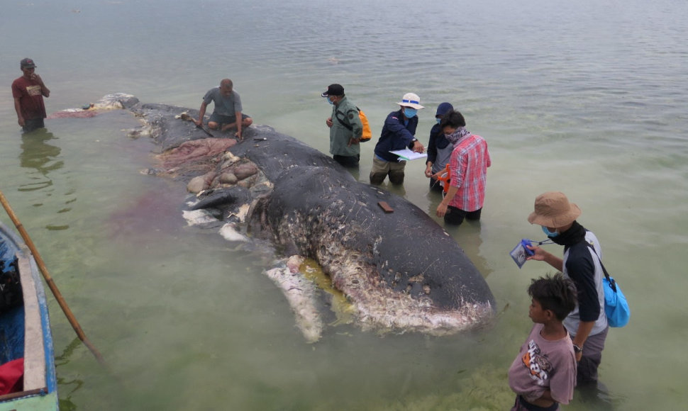 Nugaišusio banginio skrandyje rastas didelis kiekis plastiko