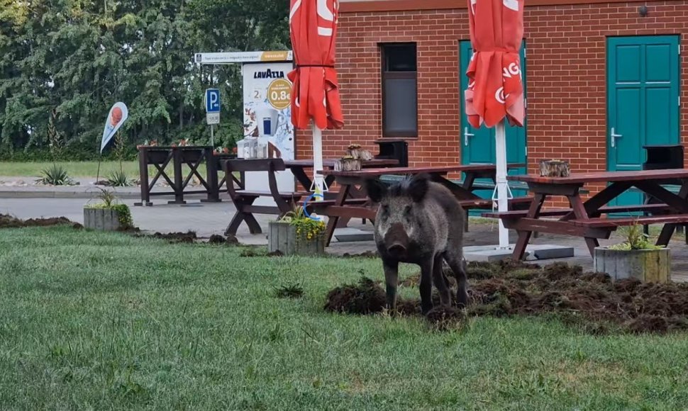 V.Jusio įamžintas šernas Ventės rage