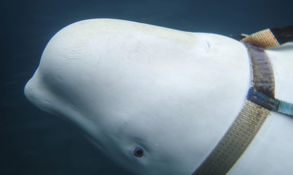 Prie Norvegijos krantų žvejus gąsdinęs baltasis banginis beluga