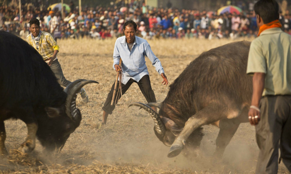 Per grumtynių su buliais festivalį Indijoje jau sužeisti dešimtys žmonių