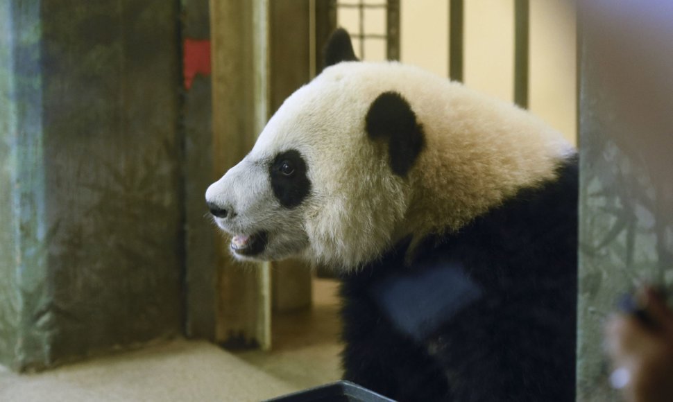 Vašingtono zoologijos sodas švenčia pandos gimtadienį