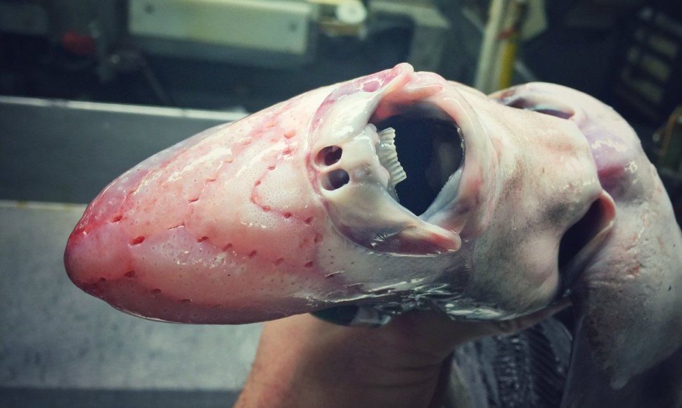 Barenco jūros žuvys