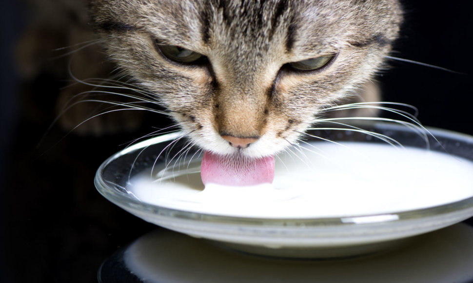 Katė laka pieną