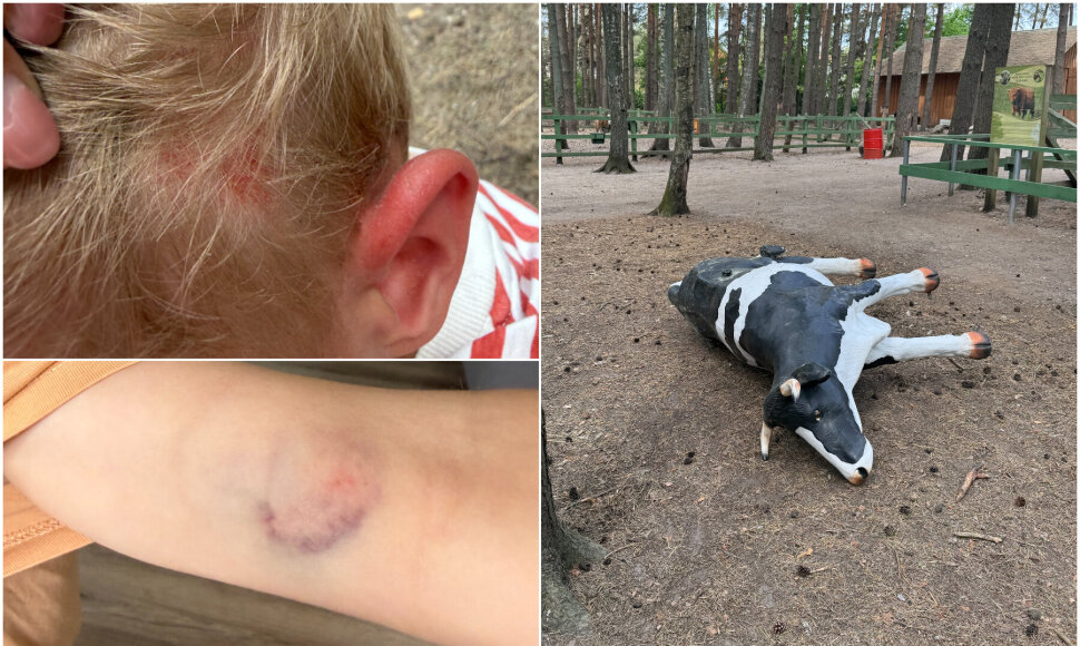 Incidentas HBH: nuvirto ir vaiką prispaudė karvė