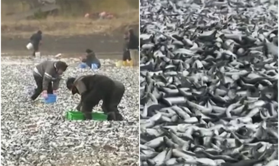 Prie Japonijos krantų gaišta žuvys