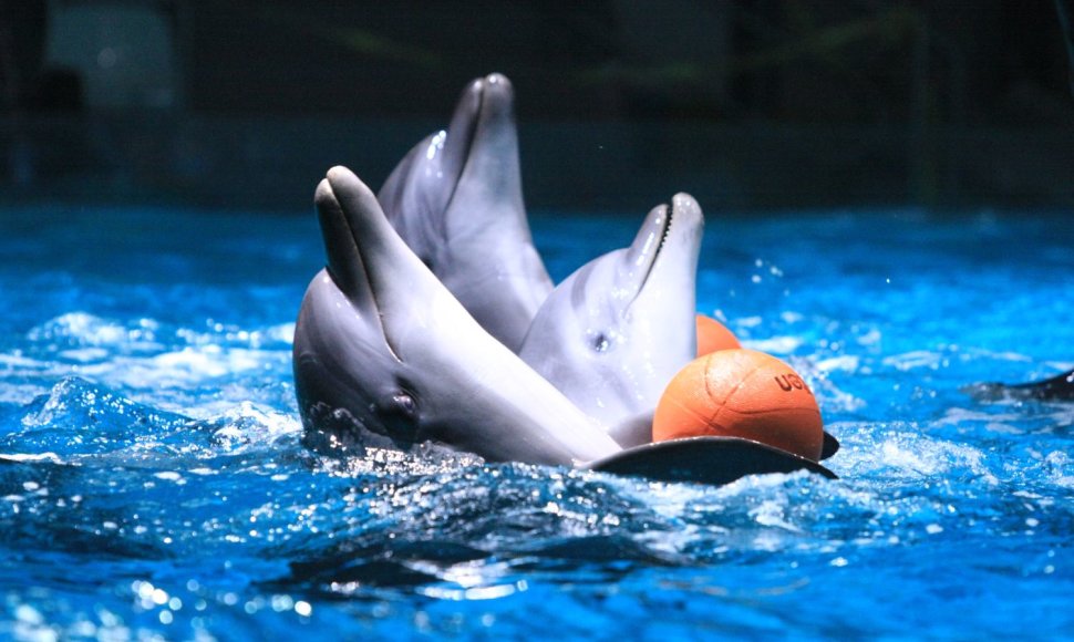 Delfinai ruošiasi susitikimui su žiūrovais