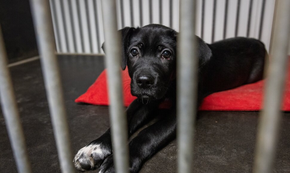 &bdquo;Pet Rescue Finland&ldquo; padeda rasti namus Suomijoje prieglaudų &scaron;unims i&scaron; Lietuvos