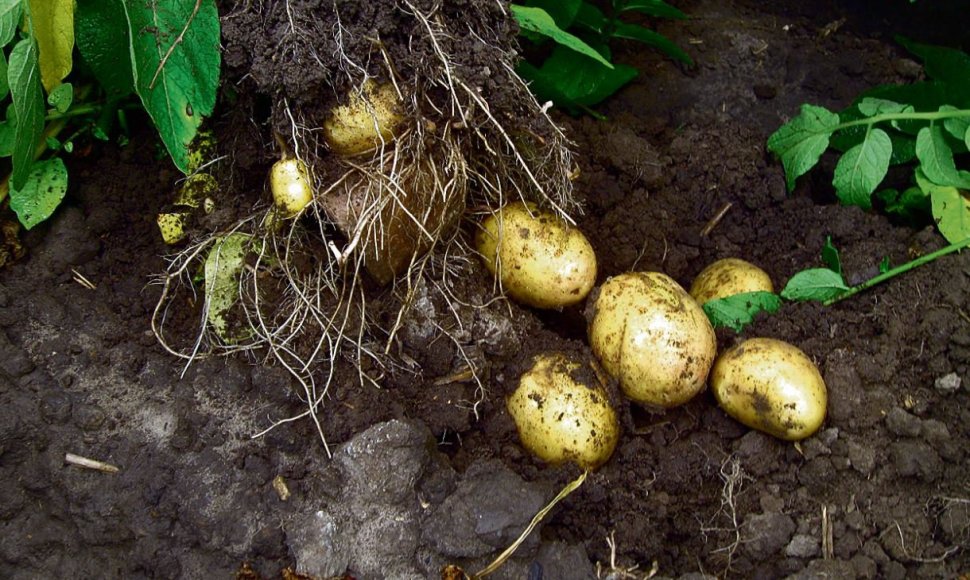 Pasak Juozo Pukelio, „Jelly“ veislės bulvės užaugino po 3–5 bulvienojus, ant kiekvieno – po tris bulves.