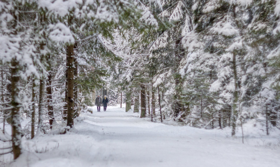 Žiemos vaizdai Kleboniškio miško parke