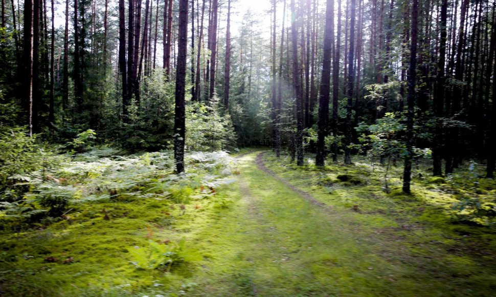 Kelionė dviračiu po Neries regioninį parką