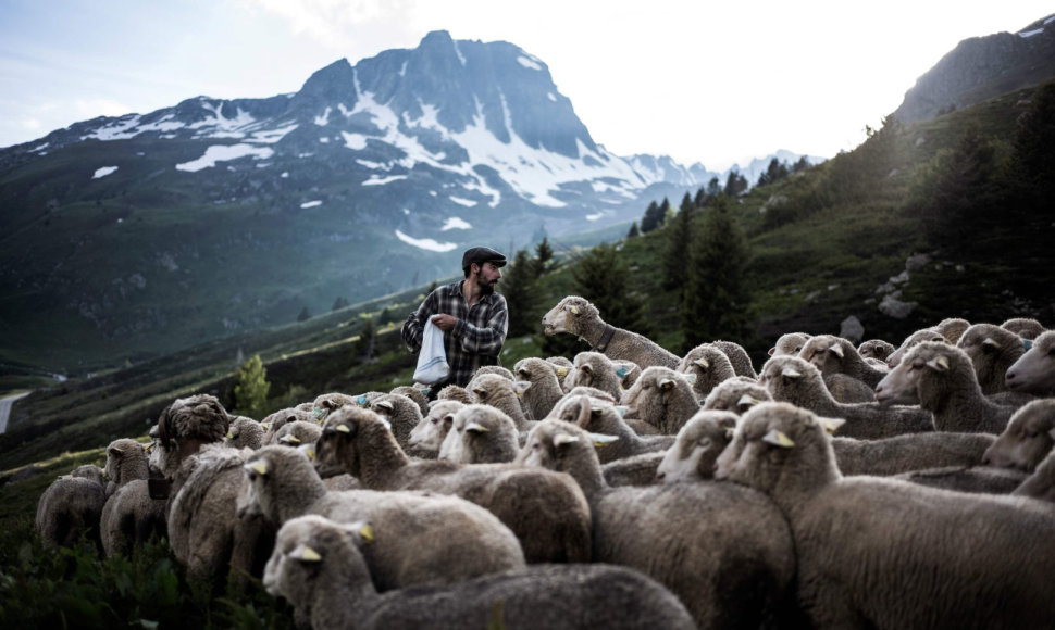 24-erių piemuo Gaetanas Meme Prancūzijos Alpėse