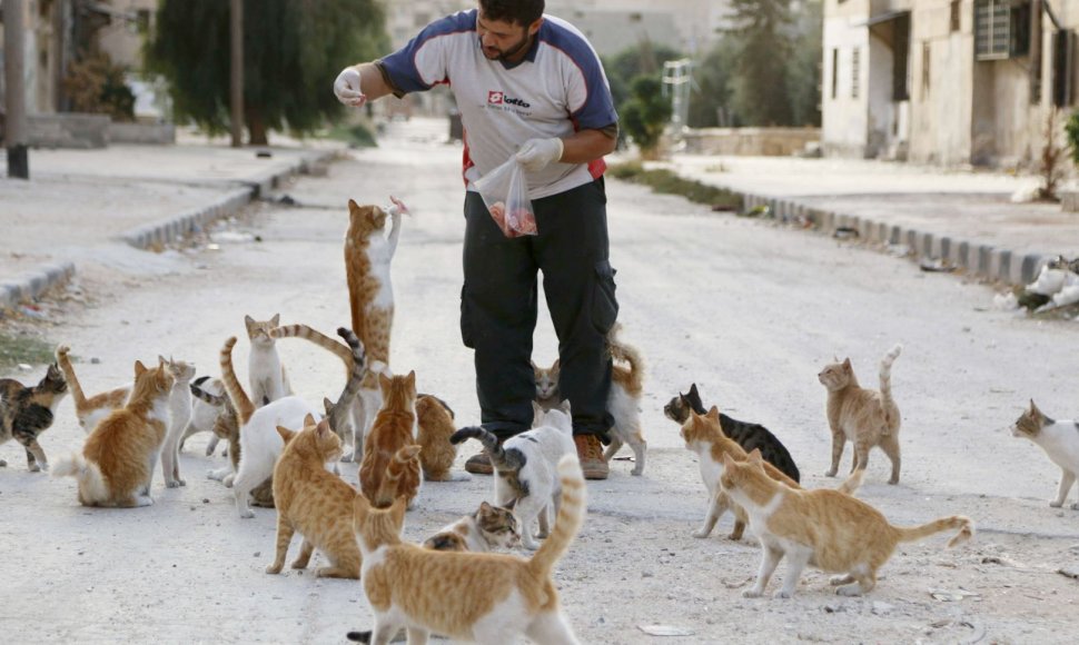 Sirijoje kates maitinantis vyras.
