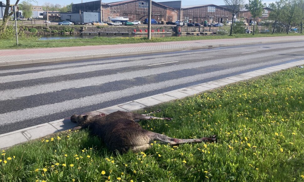 Klaipėdoje partrenktas briedžio jauniklis.