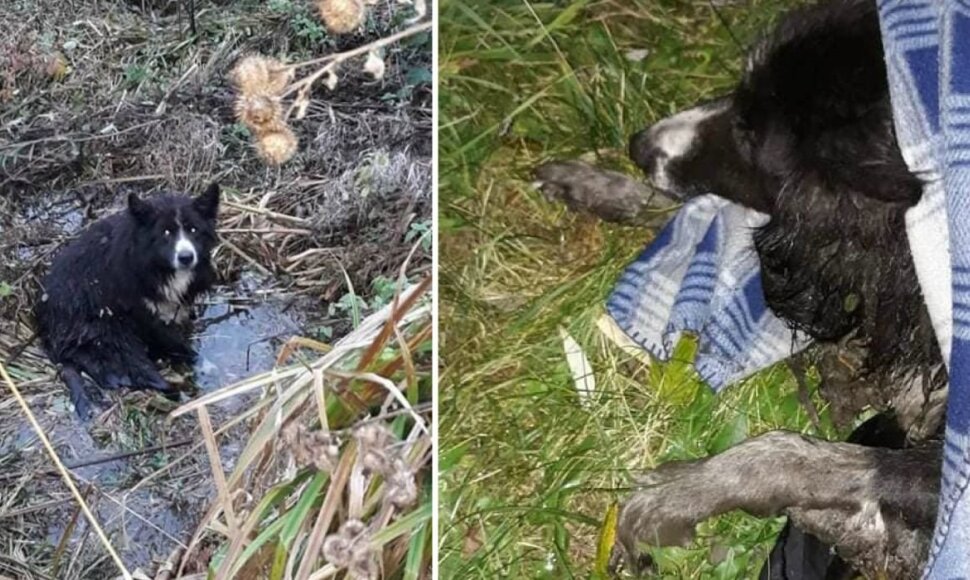 Gelbėtojai šunį ištraukė iš griovio ir netrukus perdavė gyvūnų sergėtojams, kurie į Kėdainius atvyko iš Kauno. Šuo buvo suvyniotas į šiltą pledą ir išvežtas į VšĮ „Penkta koja“ kliniką Kaune.