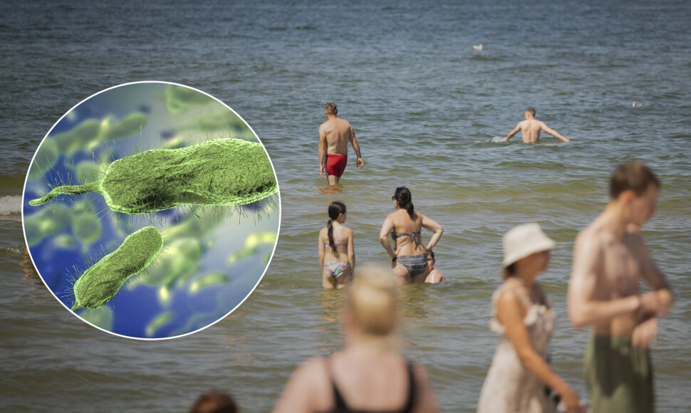 Vibrio vulnificus bakterija Baltijos jūroje