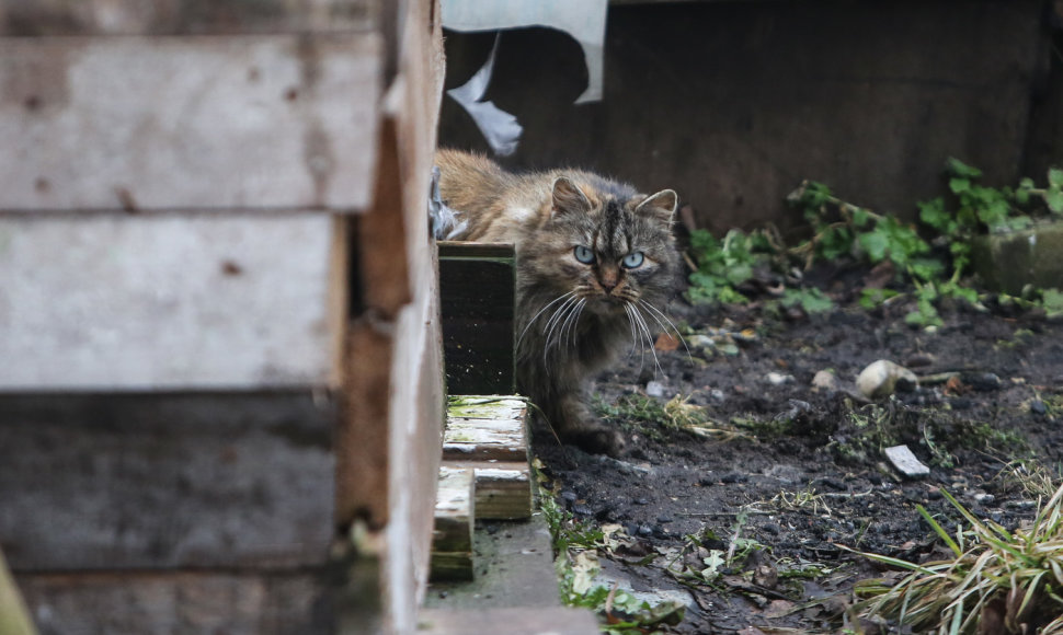 Benamės katės – dažnas vaizdas Karostos gatvėse.