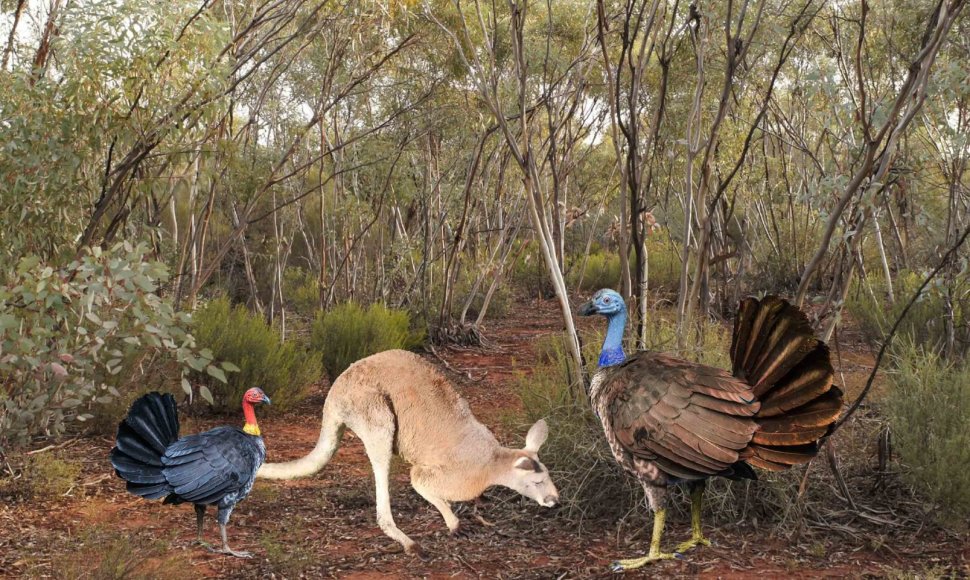 Priešistorinio paukščio (dešinėje) rekonstrukcija. Palyginimui – šiuolaikinė kengūra ir krūmyninė višta