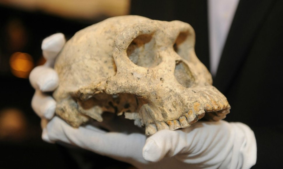 Gruzijoje rasta kaukolė kelia klausimų dėl ankstyvųjų žmonių evoliucijos. 