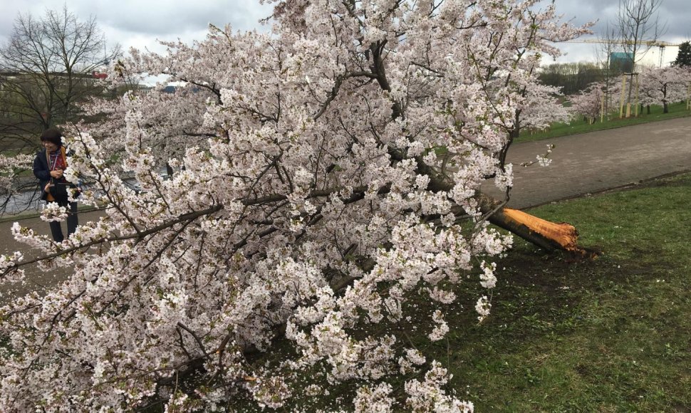 Sakurų parke – japonų turistų ašaros: Velykų rytą medžius čia išvartė šiukšliavežė