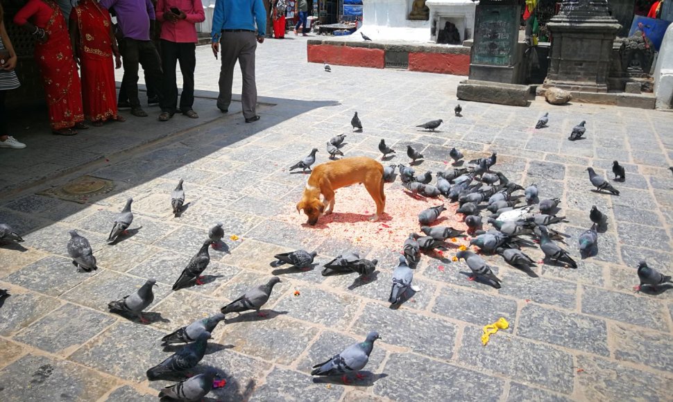 Svajambunato šventyklų Katmandu svečiai