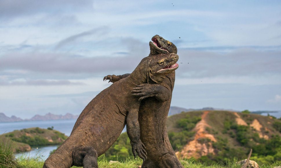 Komodo varanai