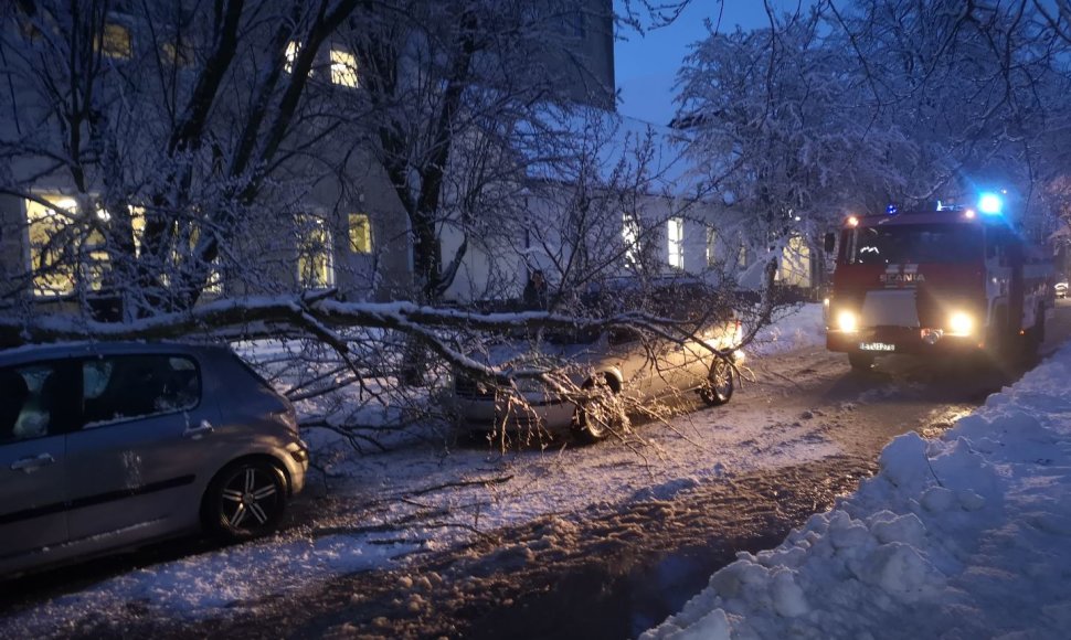 Ant automobilių užvirtęs medis Šilutėje