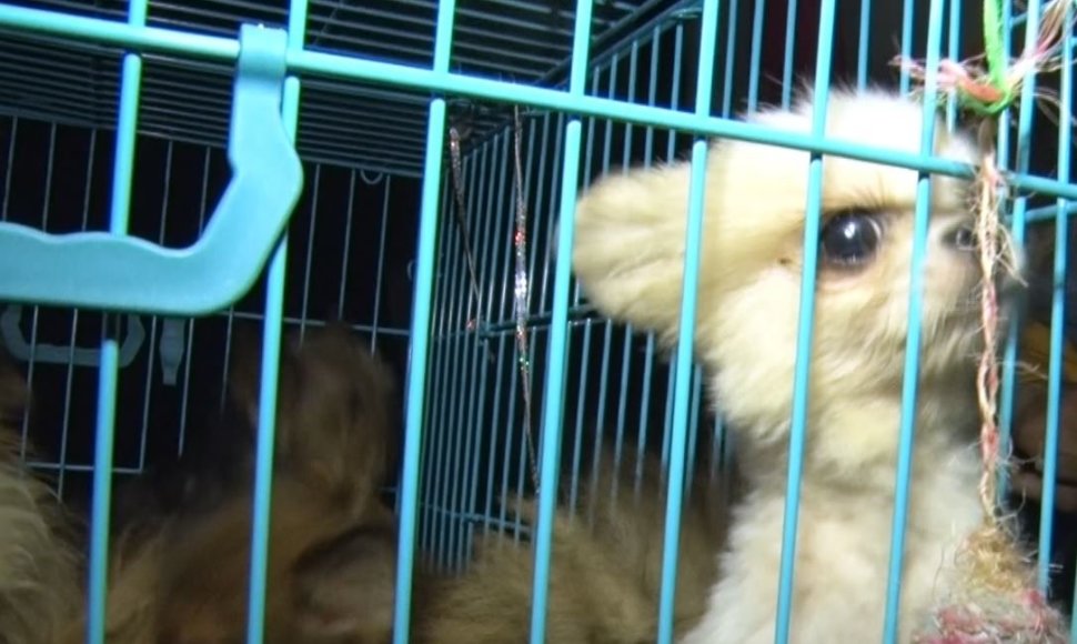 Kauno rajone iš galimai nelegalios daugyklos paimti 82 šunys