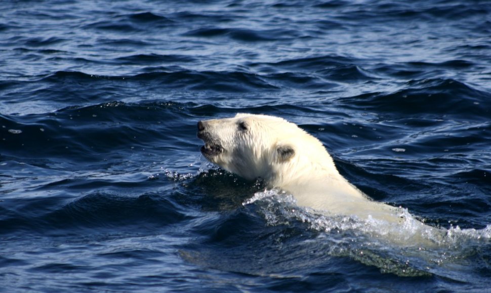 Plaukiantis poliarinis lokys Arktyje