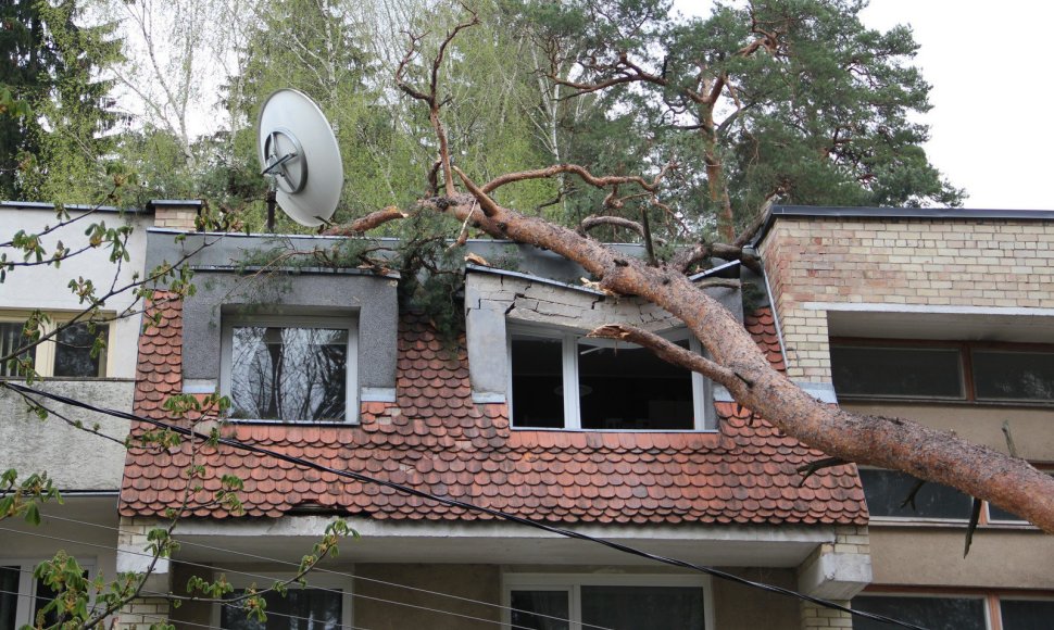 Vilniuje ant namo užvirtusi pušis sulaužė namo stogą