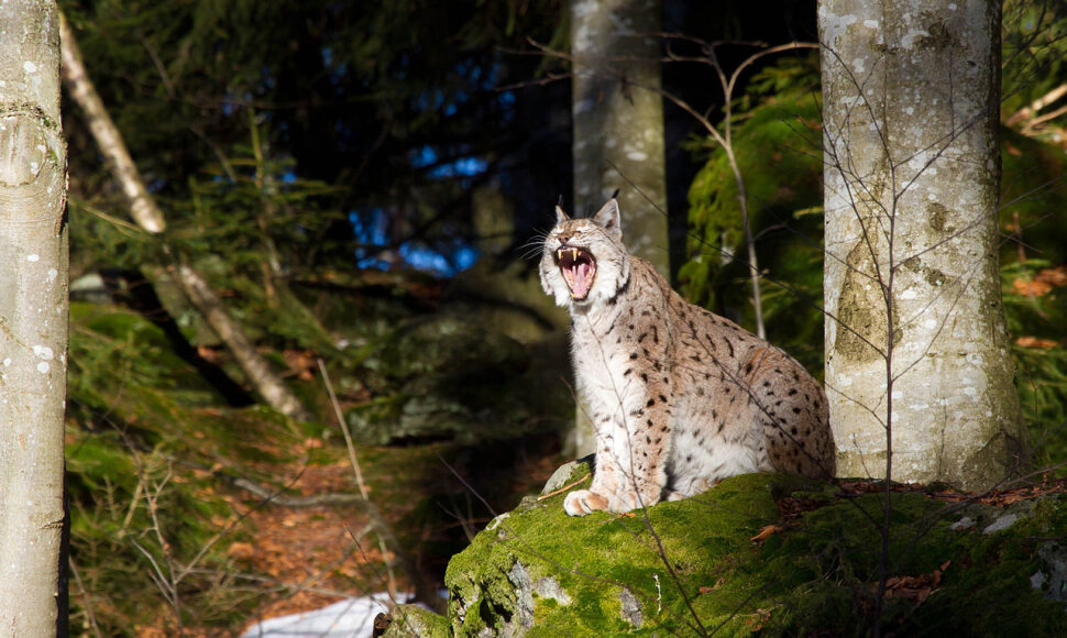 Lynx lynx &ndash; paprastoji lū&scaron;is